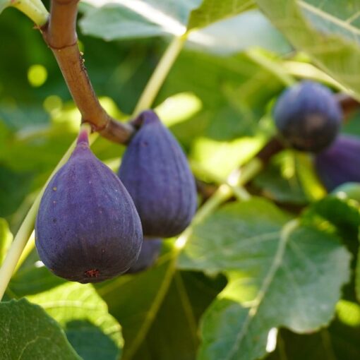 Mangiare fichi aiuta a controllare la glicemia alta? Scopri i benefici