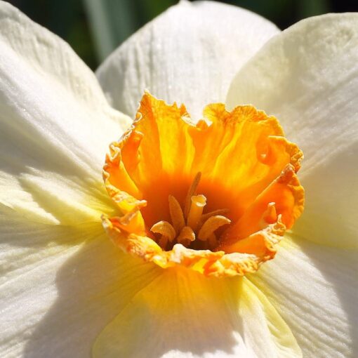 Narciso: Coltivazione e Piantagione del "Fiore dell'Egoismo"