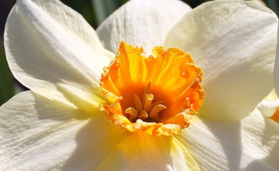 Narciso: Coltivazione e Piantagione del "Fiore dell'Egoismo"