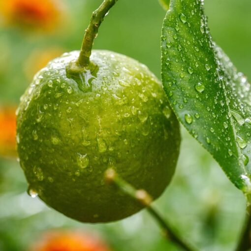 Come abbassare la glicemia e proteggere il cuore con il limone
