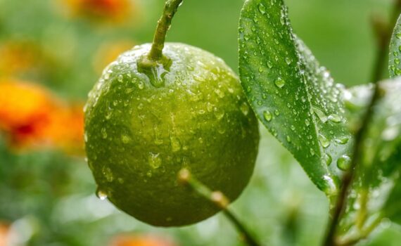 Come abbassare la glicemia e proteggere il cuore con il limone