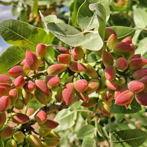Pistacchio: come coltivare in vaso o in giardino il prezioso oro verde
