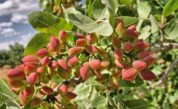 Pistacchio: come coltivare in vaso o in giardino il prezioso oro verde