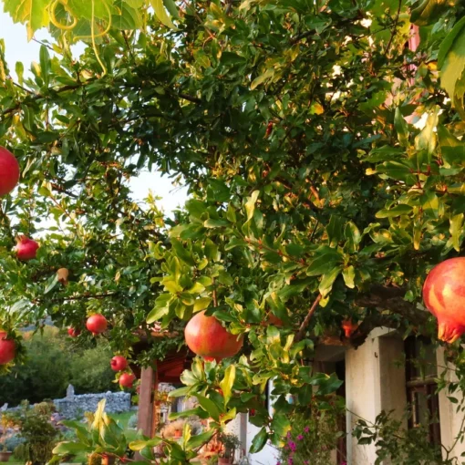 Come e quando potare il melograno per una crescita rigogliosa: guida completa