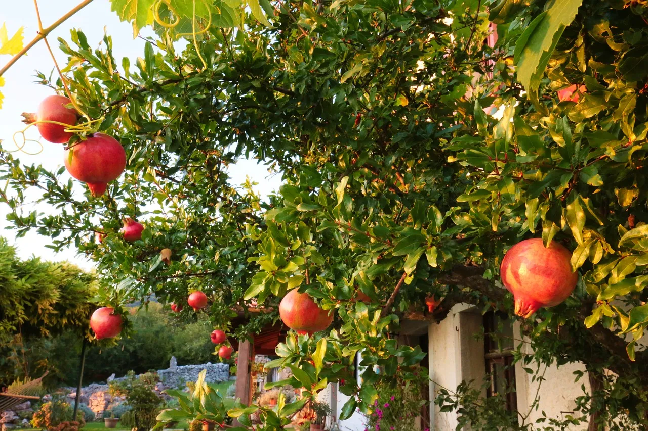 Come e quando potare il melograno per una crescita rigogliosa: guida completa