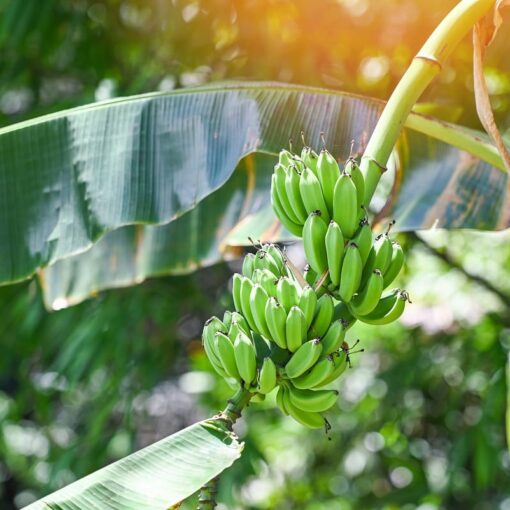 Colesterolo alto: questa frutta che pensi faccia bene può essere pericolosa per la salute
