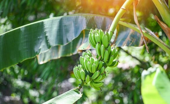 Colesterolo alto: questa frutta che pensi faccia bene può essere pericolosa per la salute