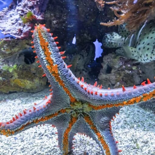 Contro l'Obesità un ormone Anti-Fame con 500 Milioni di Anni di Storia