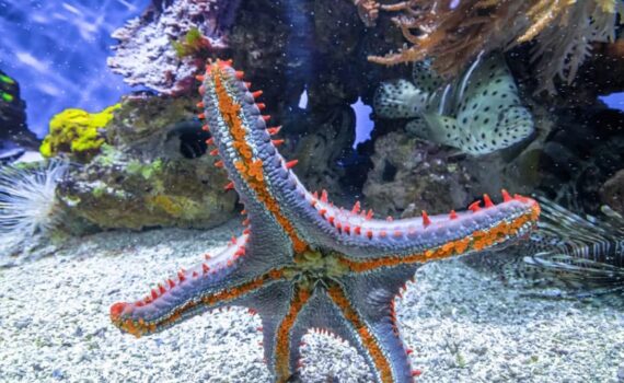 Contro l'Obesità un ormone Anti-Fame con 500 Milioni di Anni di Storia