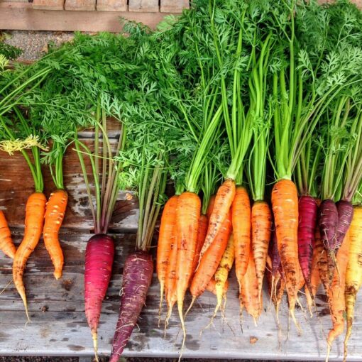 Carote: Il Superfood che Rafforza il Microbioma e Combatte il Diabete