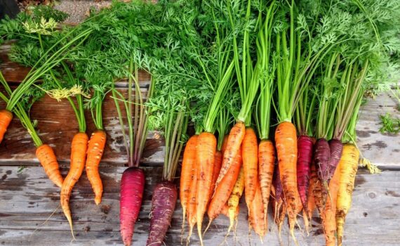 Carote: Il Superfood che Rafforza il Microbioma e Combatte il Diabete