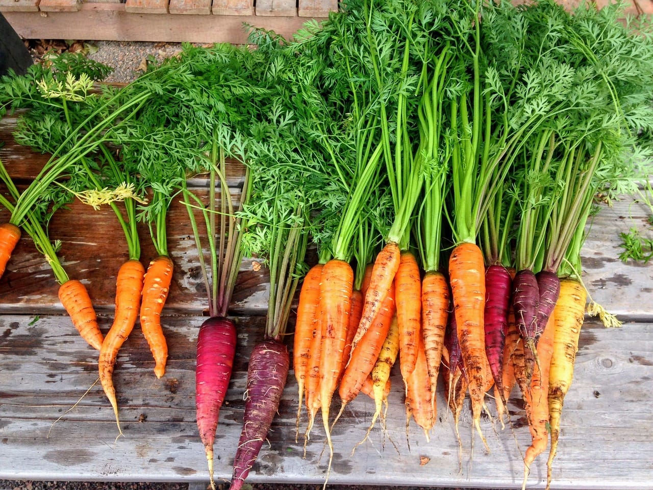 Carote: Il Superfood che Rafforza il Microbioma e Combatte il Diabete