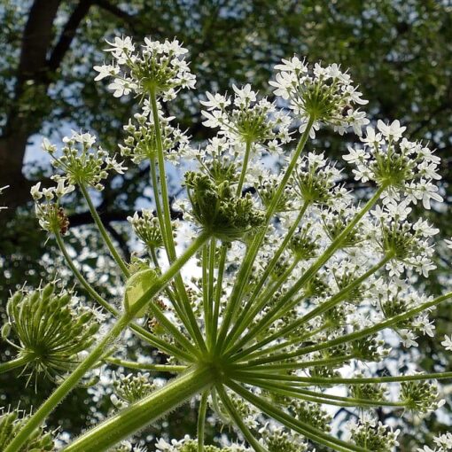 La Pianta Più Pericolosa della Primavera: Attenzione ai Dolori Lancinanti che Causa