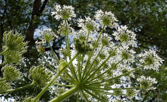 La Pianta Più Pericolosa della Primavera: Attenzione ai Dolori Lancinanti che Causa