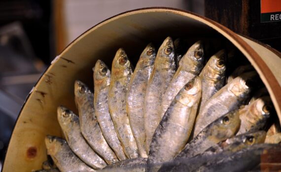 Pesce azzurro: ecco i migliori 5 pesci che fanno bene