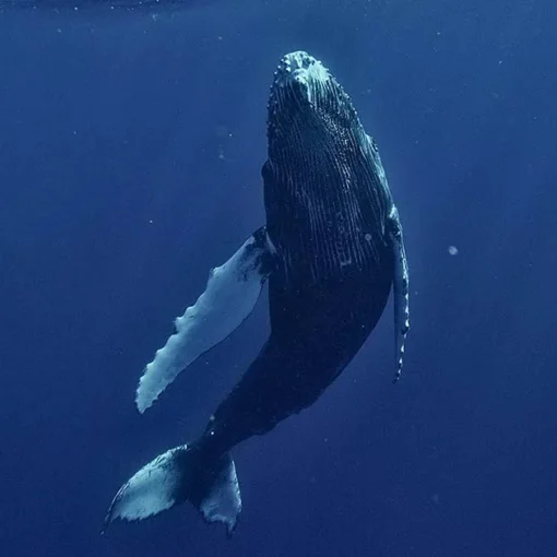 L’Islanda dice stop alla caccia alle balene: nel 2025 niente stagione estiva