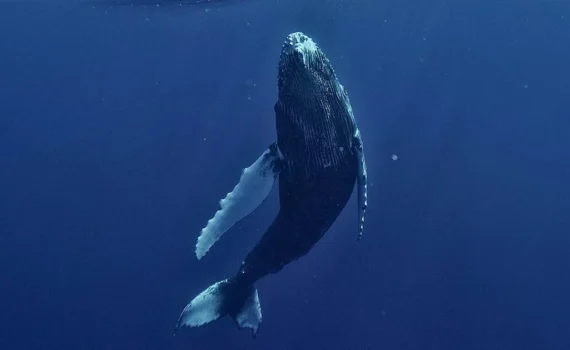 L’Islanda dice stop alla caccia alle balene: nel 2025 niente stagione estiva