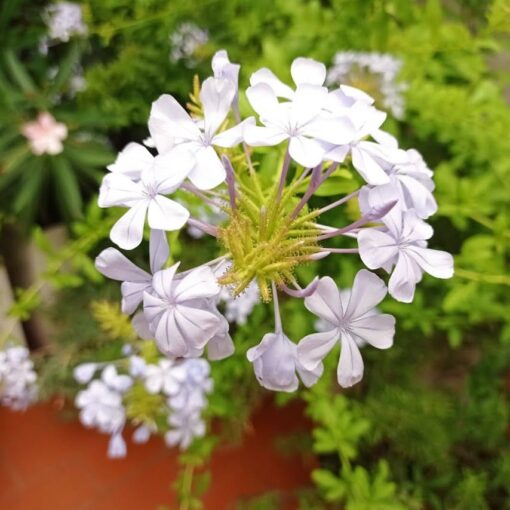 Come propagare il plumbago: ecco i trucchi