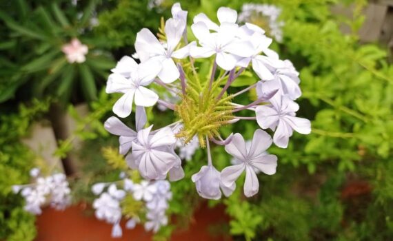 Come propagare il plumbago: ecco i trucchi