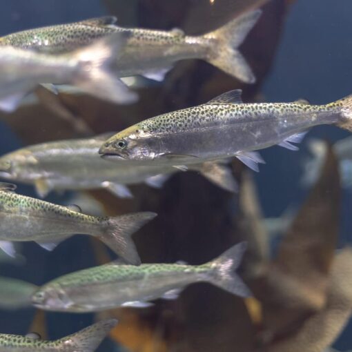 I farmaci nei fiumi cambiano il comportamento dei salmoni: lo studio