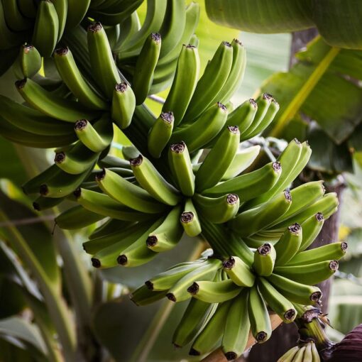 Banane contaminate da pesticidi: Cos'è l'Effetto Boomerang che Mette a Rischio la Nostra Salute
