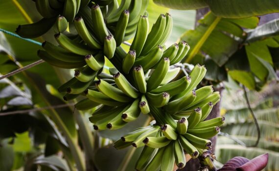 Banane contaminate da pesticidi: Cos'è l'Effetto Boomerang che Mette a Rischio la Nostra Salute