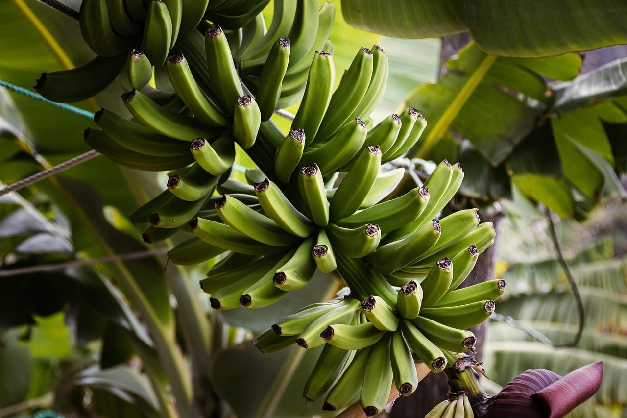 Banane contaminate da pesticidi: Cos'è l'Effetto Boomerang che Mette a Rischio la Nostra Salute