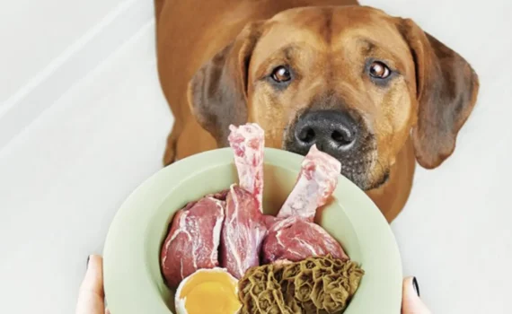 Alimentazione BARF per Cani: Tutto Quello che Devi Sapere per una Dieta Sana