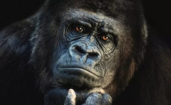 Decodifica completa del DNA dei primati: nuove prospettive sull'evoluzione umana