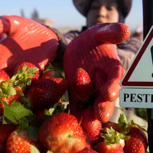 Fragole e veleni: quello che nessuno ti dice sui campi californiani