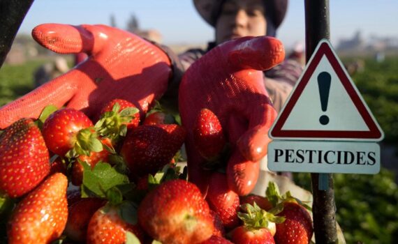 Fragole e veleni: quello che nessuno ti dice sui campi californiani