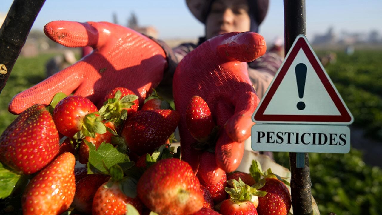 Fragole e veleni: quello che nessuno ti dice sui campi californiani