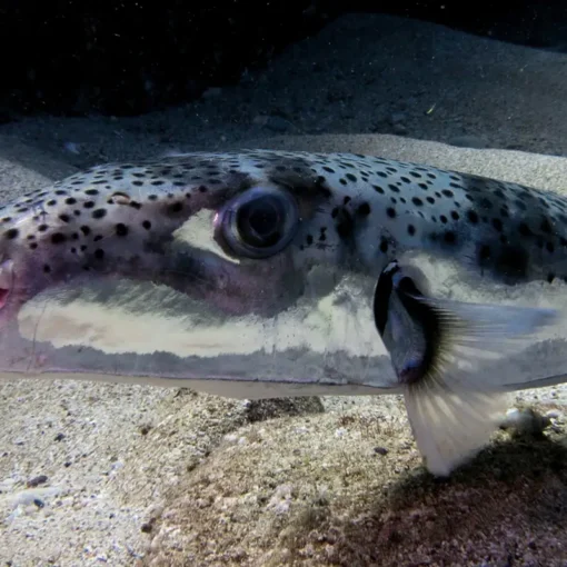 Allarme nel Mediterraneo: il pesce palla tossico invade anche l'Adriatico