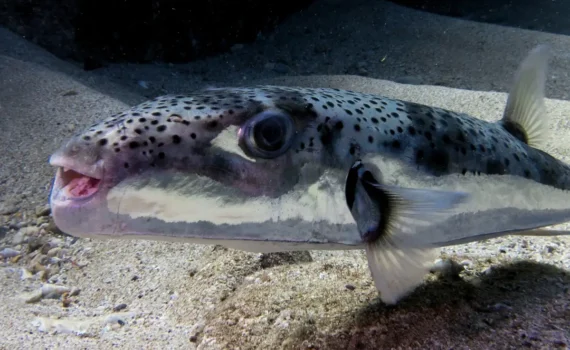 Allarme nel Mediterraneo: il pesce palla tossico invade anche l'Adriatico