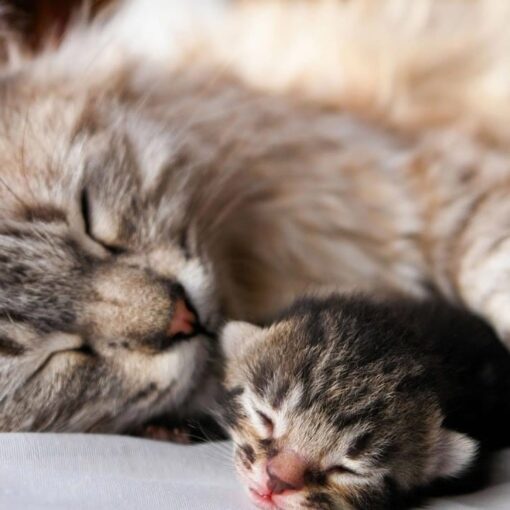 Trovate microplastiche nella Placenta e nei Feti di gatto: Studio Italiano Solleva Nuove Preoccupazioni