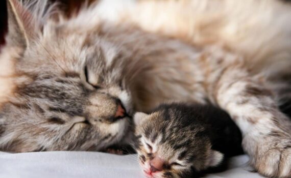 Trovate microplastiche nella Placenta e nei Feti di gatto: Studio Italiano Solleva Nuove Preoccupazioni