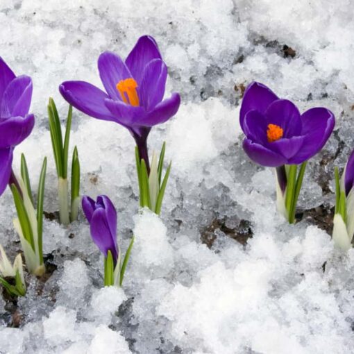 I misteriosi “nodi del freddo”: il ritorno dell’inverno in primavera