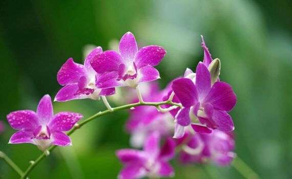 Orchidee splendenti grazie al metodo giapponese: la tecnica