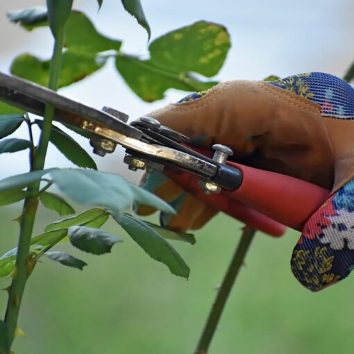 Hai delle rose nel tuo giardino? Ecco cosa fare ad aprile