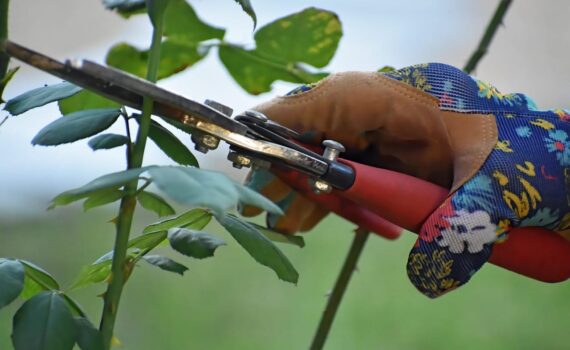 Hai delle rose nel tuo giardino? Ecco cosa fare ad aprile