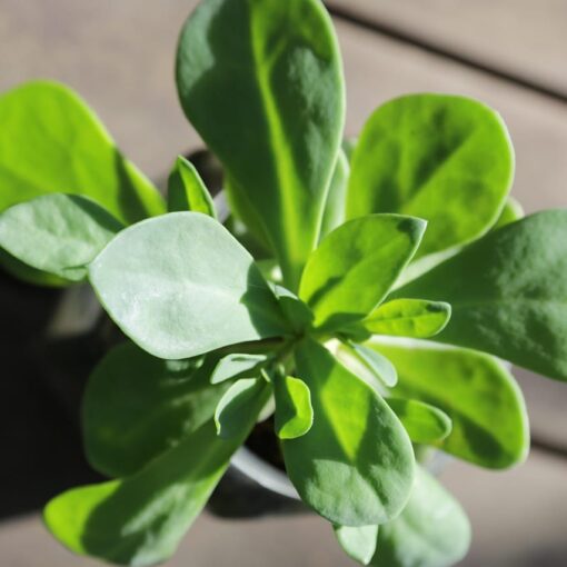 Portulaca: l’erbaccia miracolosa ricca di Omega 3 | Proprietà, coltivazione e idee in cucina