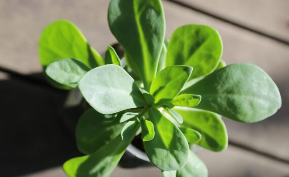 Portulaca: l’erbaccia miracolosa ricca di Omega 3 | Proprietà, coltivazione e idee in cucina