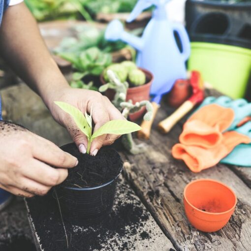 Attiri i calabroni asiatici senza saperlo? Ecco cosa evitare in giardino!