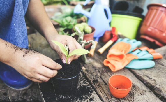 Attiri i calabroni asiatici senza saperlo? Ecco cosa evitare in giardino!
