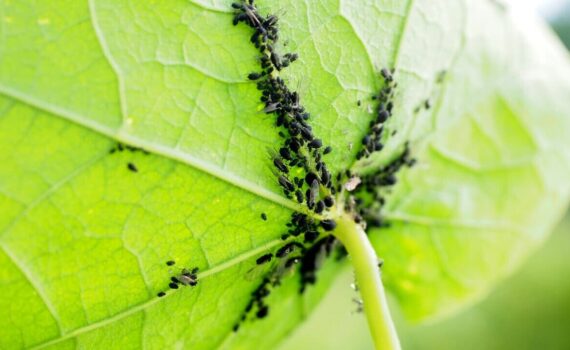 Gli insetti si nascondono nel vaso: ecco come eliminarli