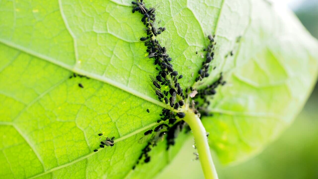 Gli insetti si nascondono nel vaso: ecco come eliminarli
