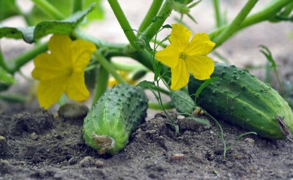 L’errore che danneggia la pianta di cetriolo durante la crescita