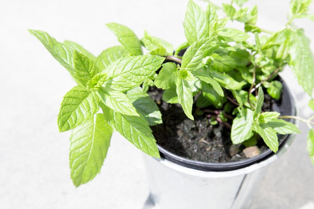 Come coltivare la menta in vaso: guida pratica per avere sempre foglie fresche a portata di mano