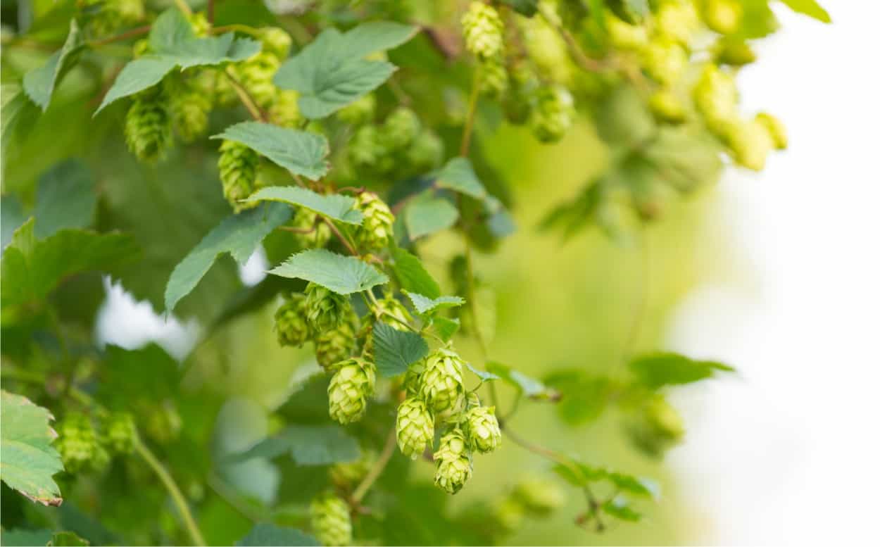 Minestra primaverile con luppolo selvatico: una ricetta della tradizione lombarda da riscoprire