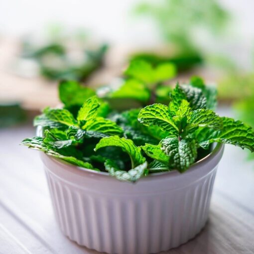 Come coltivare la menta in vaso: guida pratica per avere sempre foglie fresche a portata di mano